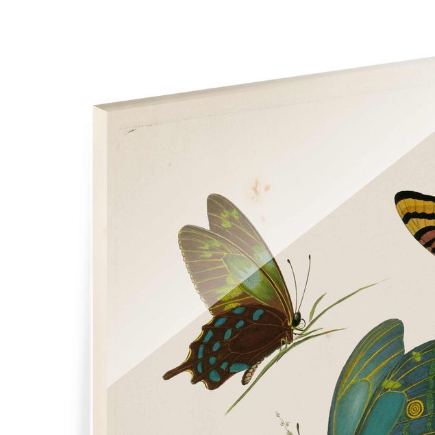 Wandbilder Vintage Illustration Exotische Schmetterlinge