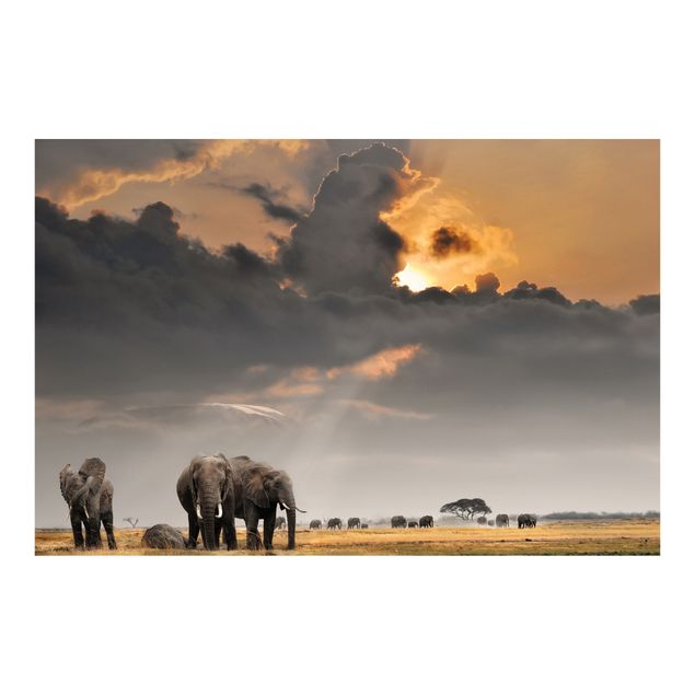 Fototapete Natur Elefanten der Savanne