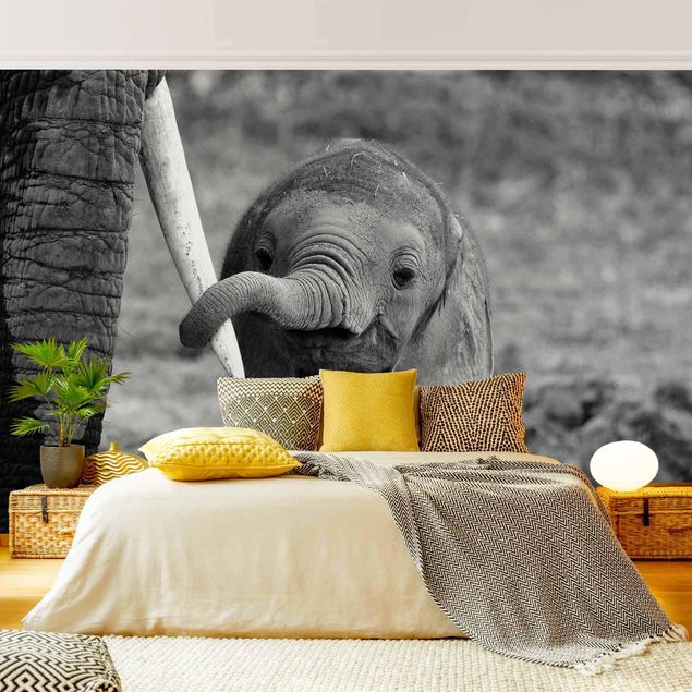 moderne Fototapete Elefantenbaby