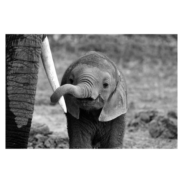 Foto Tapete Elefantenbaby