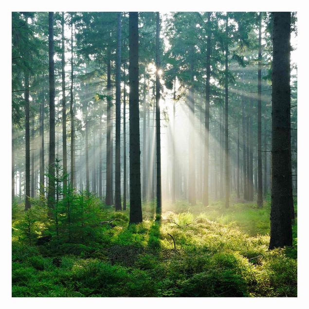 Fototapete kaufen Enlightened Forest