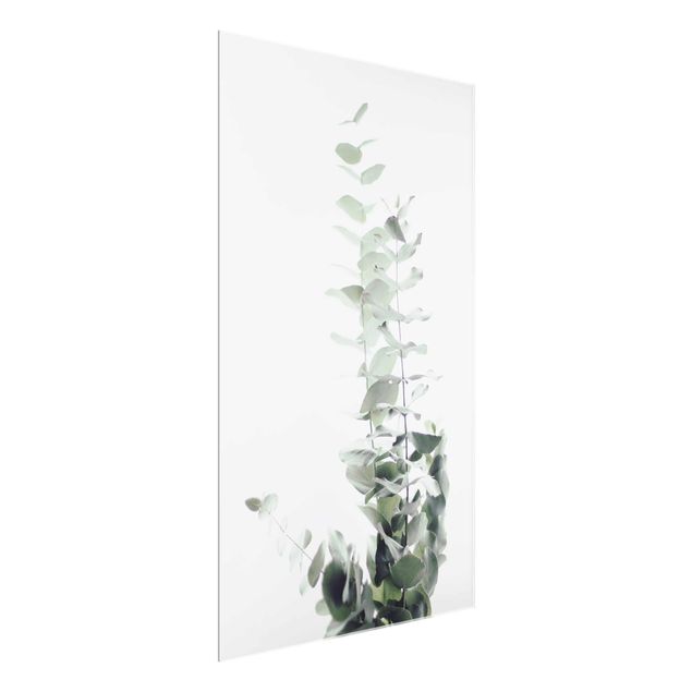 Wandbilder Blumen Eukalyptus im Weißen Licht