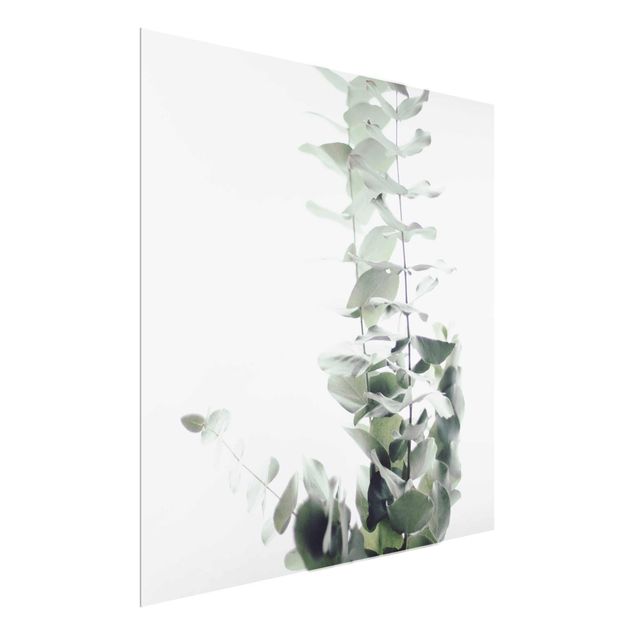 Wandbilder Blumen Eukalyptus im Weißen Licht