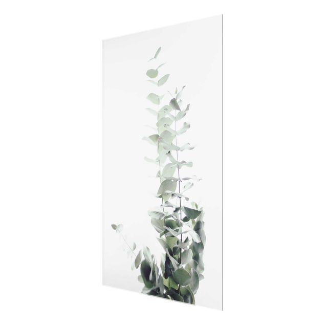 Monika Strigel Bilder Eukalyptus im Weißen Licht