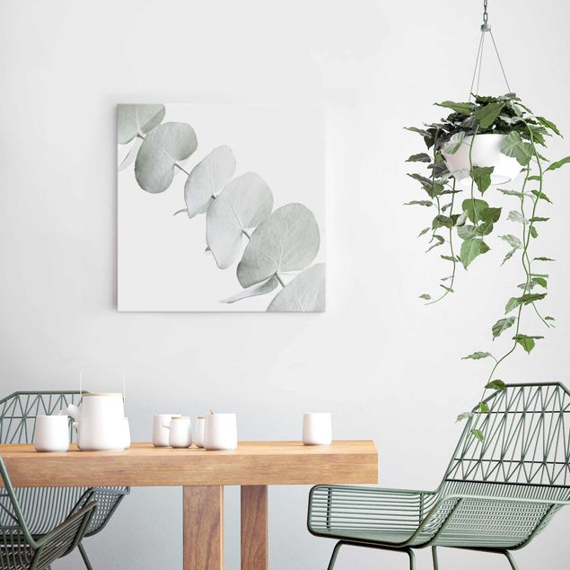 Glasbilder Blumen Motive Eukalyptuszweig im Weißen Licht