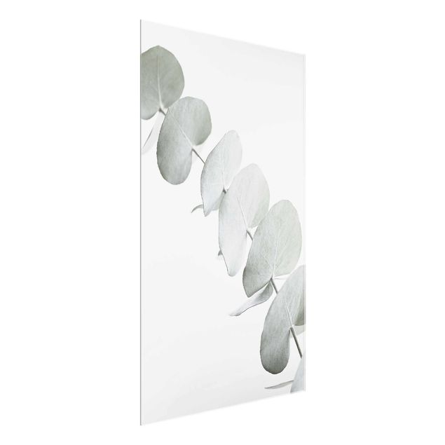 Wandbilder Blumen Eukalyptuszweig im Weißen Licht