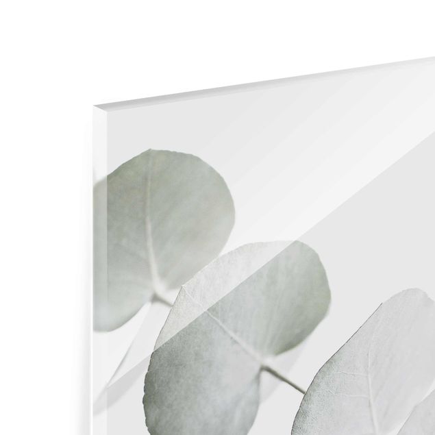 Glasbilder Eukalyptuszweig im Weißen Licht