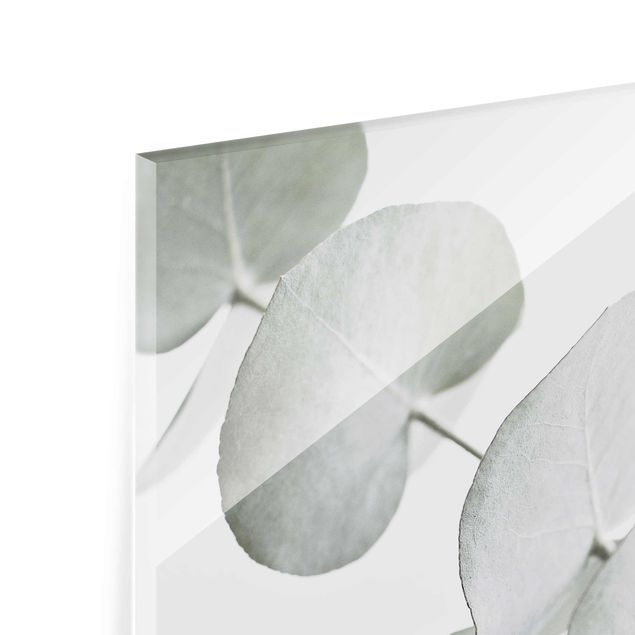Glas Wandbilder Eukalyptuszweig im Weißen Licht