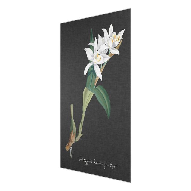 Wandbilder Blumen Weiße Orchidee auf Leinen II