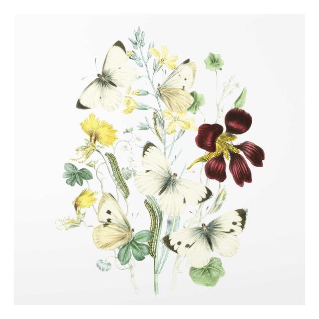 Wandbilder Blumen Britische Schmetterlinge II