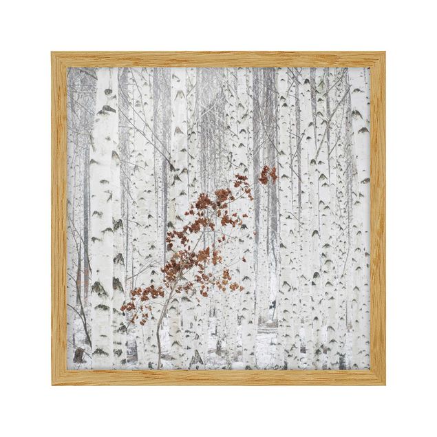 schwarz-weiß Bilder mit Rahmen Birken im Herbst