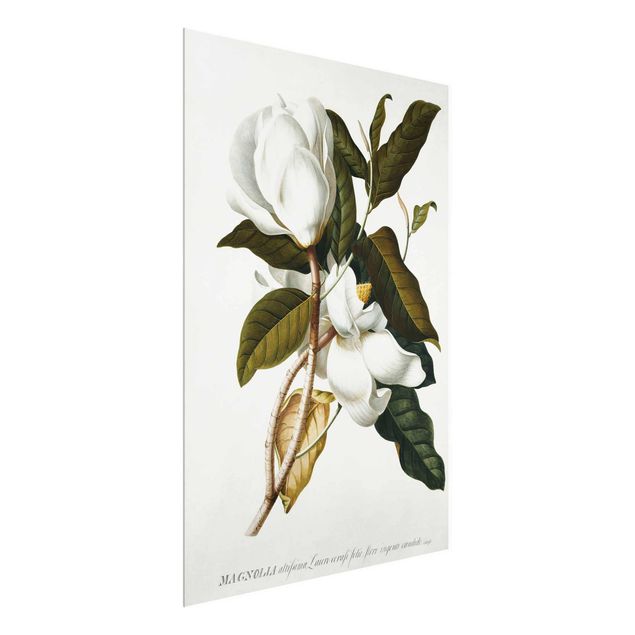 Glasbilder Blumen Motive Georg Dionysius Ehret - Magnolie