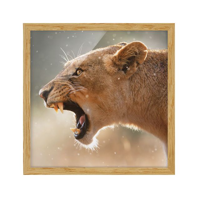 Wandbilder Natur Löwin auf der Jagd