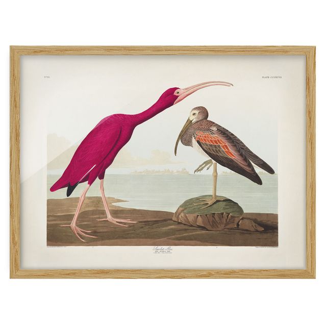 Wandbilder Strände Vintage Lehrtafel Roter Ibis