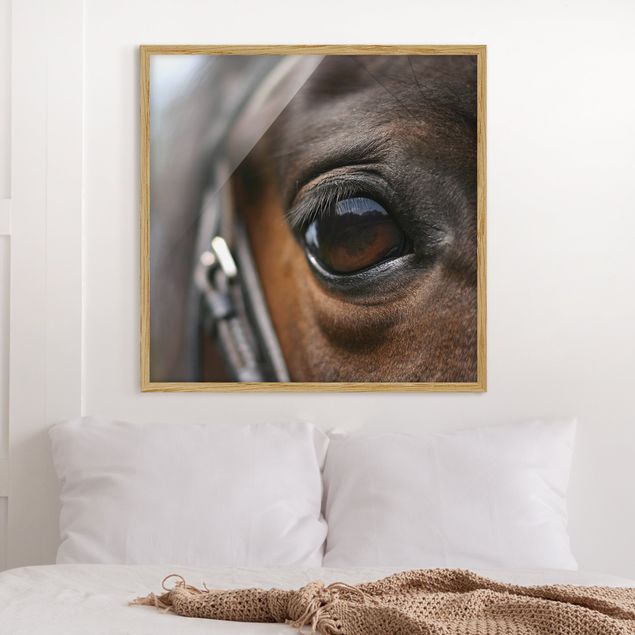 Gerahmte Bilder Tiere Horse Eye No.3