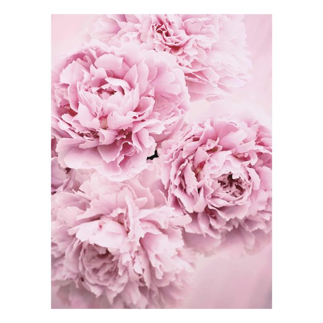 Wandbilder Floral Rosa Pfingstrosen