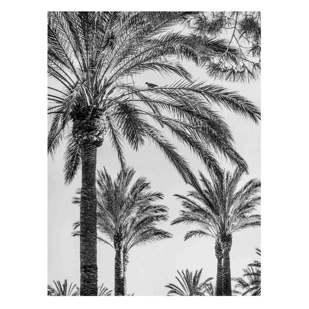 Leinwand Blumen Palmen im Sonnenuntergang Schwarz-Weiß
