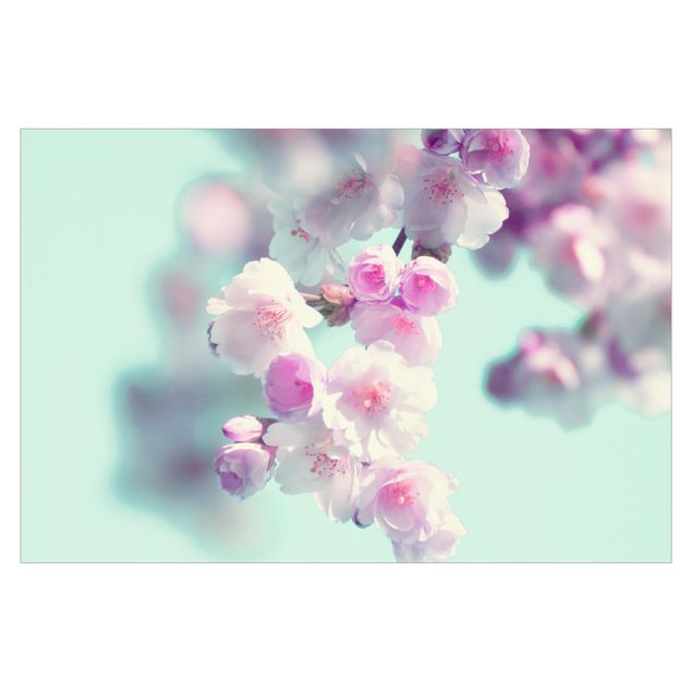 Foto Tapete Farbenfrohe Kirschblüten