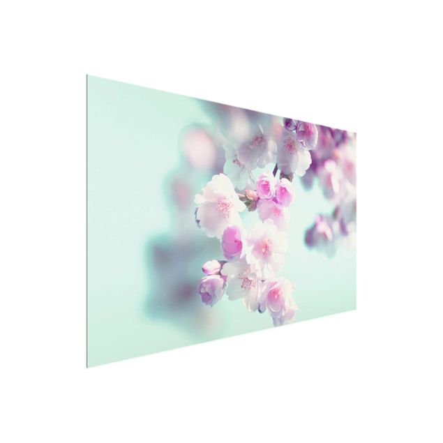 Wandbilder Blumen Farbenfrohe Kirschblüten