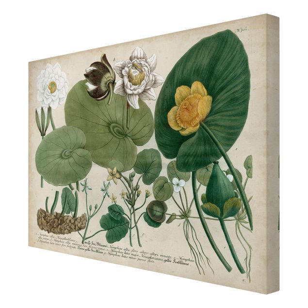Wandbilder Grün Vintage Illustration Weiße Wasserlilie