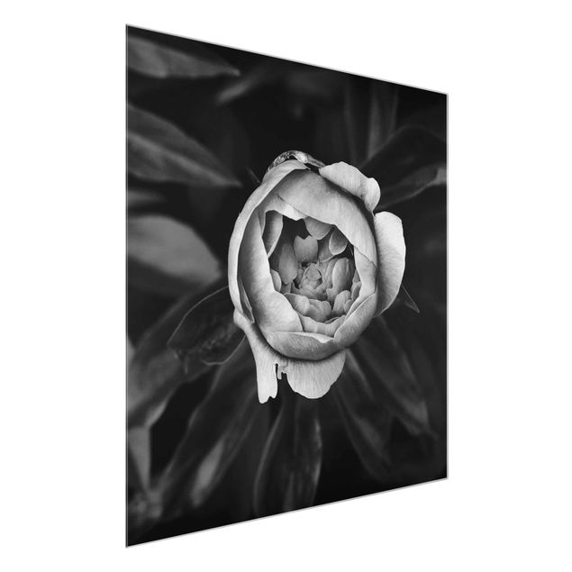 Blumen Glasbilder Pfingstrosenblüte vor Blättern Schwarz Weiß