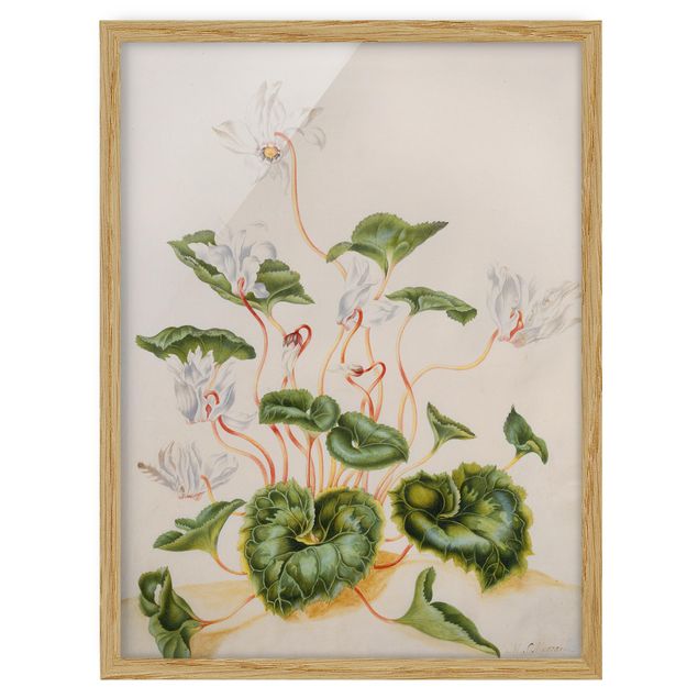 Wandbilder Floral Anna Maria Sibylla Merian - Weiße Veilchen