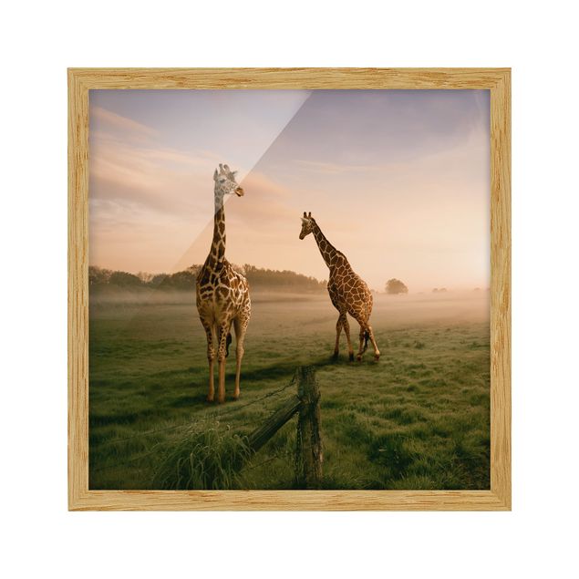 Gerahmte Bilder Landschaften Surreal Giraffes