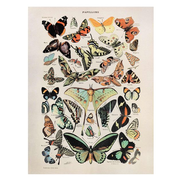 Tierbilder Leinwand Vintage Lehrtafel Schmetterlinge und Falter