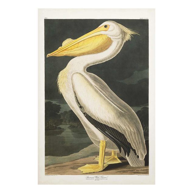 Wandbilder Gelb Vintage Lehrtafel Weißer Pelikan