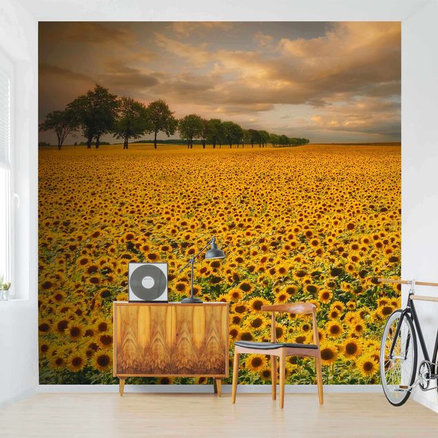 Tapeten Modern Feld mit Sonnenblumen