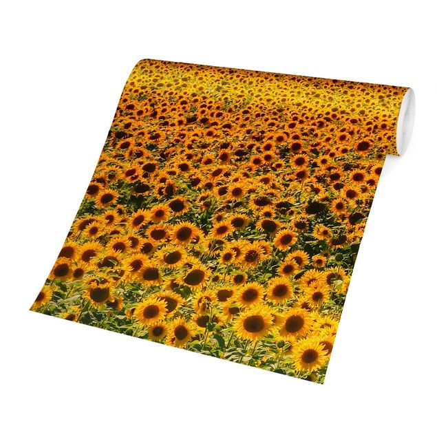 Tapete Natur Feld mit Sonnenblumen