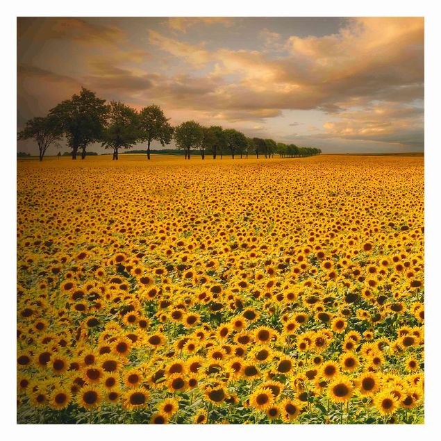 Fototapeten Gelb Feld mit Sonnenblumen