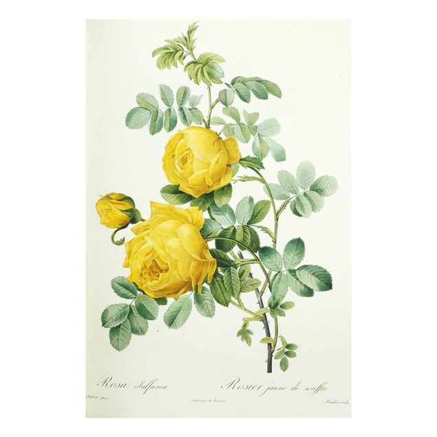 Glasbilder Blumen Motive Pierre Joseph Redouté - Rosa Sulfurea