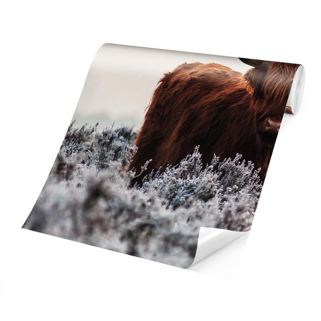Fototapete kaufen Bison in den Highlands