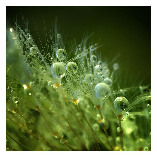 Fototapete - Grüne Samen im Regen