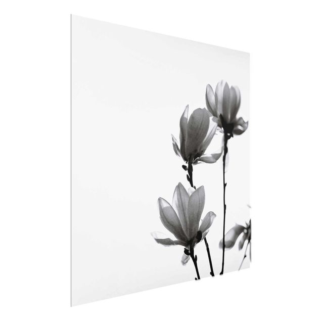 Wandbilder Floral Frühlingsbote Magnolie Schwarz Weiß