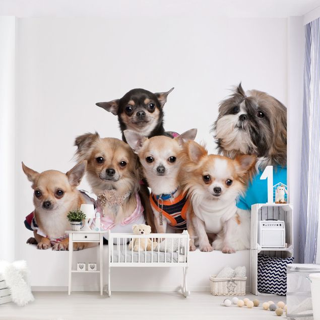 moderne Fototapete Fünf Chihuahuas und ein Shi
