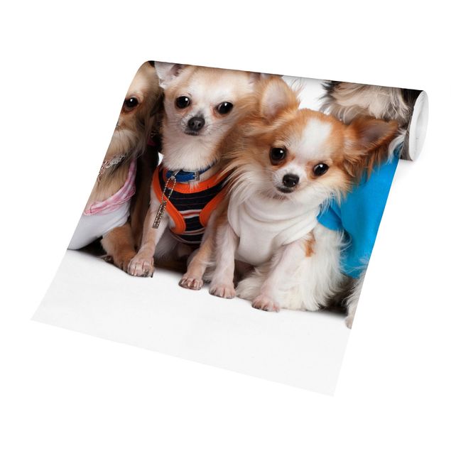 Foto Tapete Fünf Chihuahuas und ein Shi