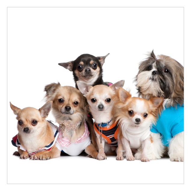 Fototapete - Fünf Chihuahuas und ein Shi