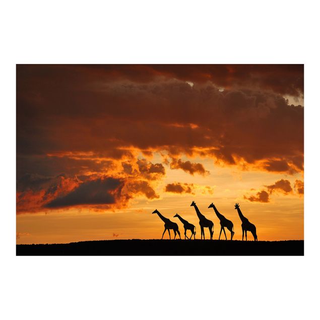 moderne Fototapete Fünf Giraffen