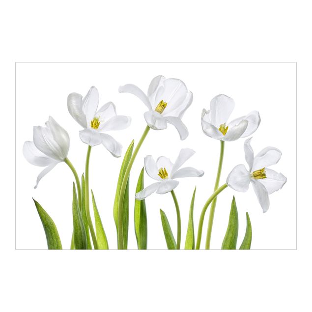 Foto Tapete Fünf Weiße Tulpen