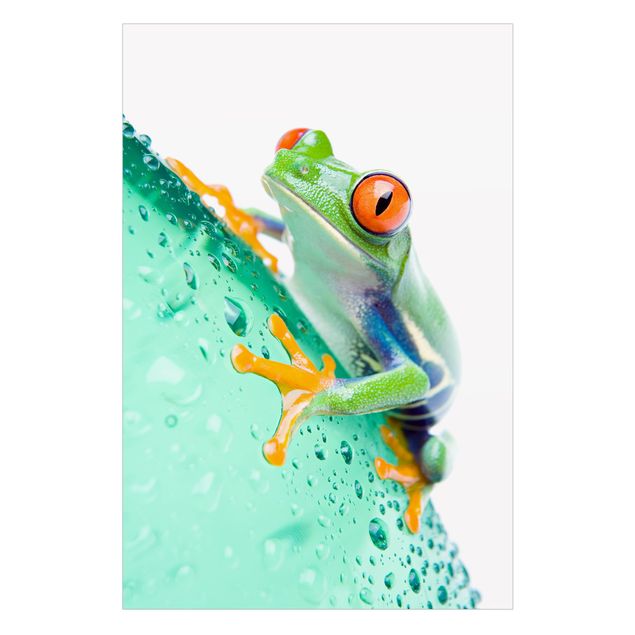 Klebefolien selbstklebend Frog