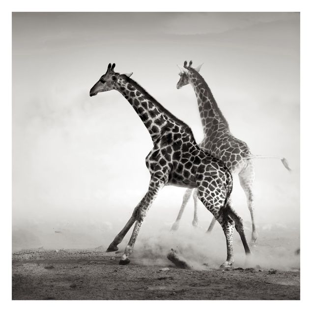 Fototapete Tiere Giraffenjagd