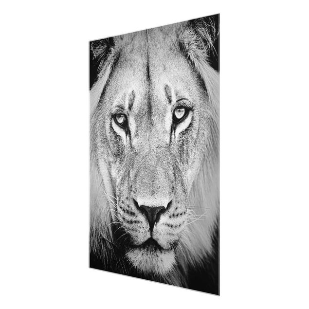 Wandbilder Schwarz-Weiß Alter Löwe
