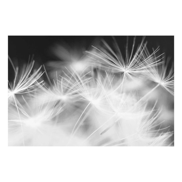 schwarz weiß Glasbilder Bewegte Pusteblumen Nahaufnahme auf schwarzem Hintergrund