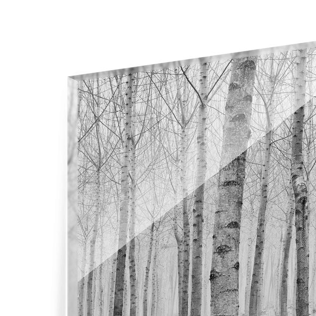 Wandbilder Schwarz-Weiß Birken im November