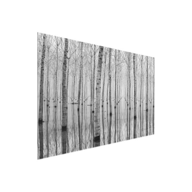 schwarz weiß Glasbilder Birken im November