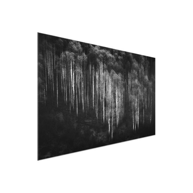 Glasbild schwarz-weiß Birkenwald in Aspen