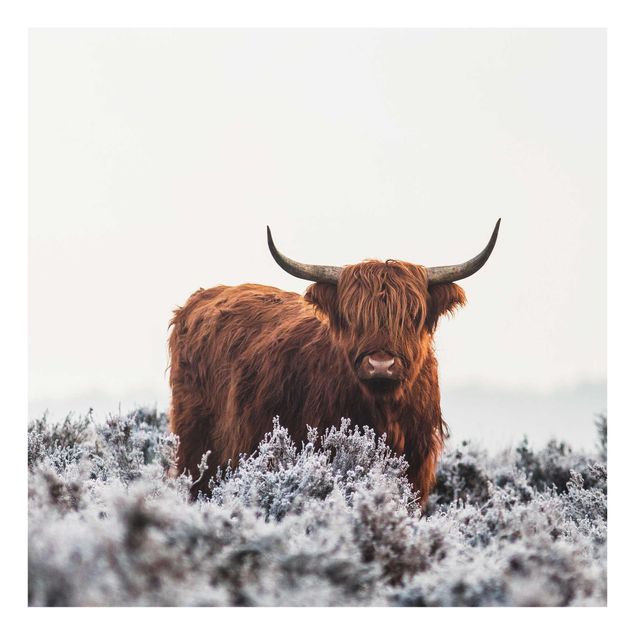 Bilder Bison in den Highlands