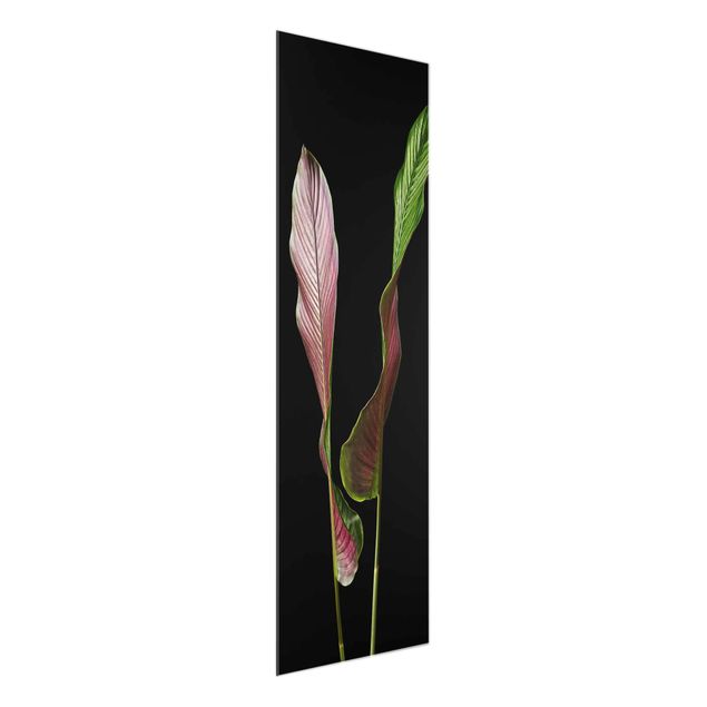 Wandbilder Blumen Blatt Calathea-ornata auf Schwarz 02